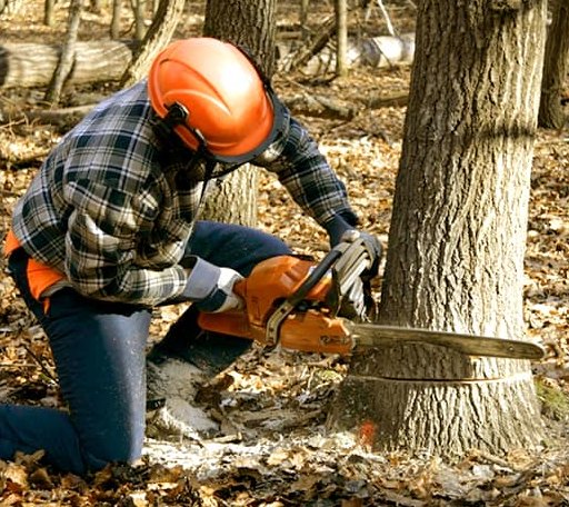 Tree Removal in Port Crane, NY